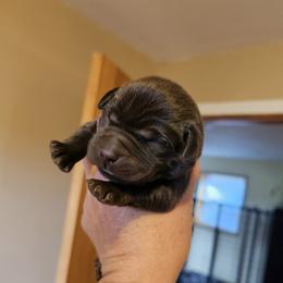 Boy 4 - Chocolate male Labrador Retriever puppy in Helena, Montana from Whistling Wings Retrievers, LLC.