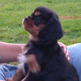 Cavalier King Charles Spaniel Puppies from McMahon's Cavalier King Charles Spaniels