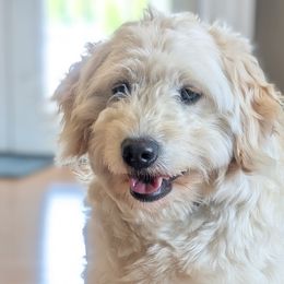 Goldendoodles, Golden Retrievers, Labradoodles, and Labrador Retrievers from Robertson's Retrievers & Doodles