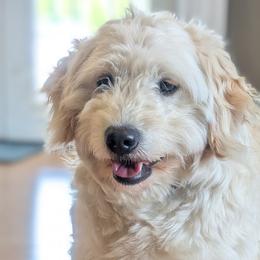 Goldendoodles, Golden Retrievers, Labradoodles, and Labrador Retrievers from Robertson's Retrievers & Doodles