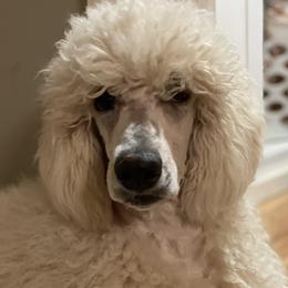 ChiChi - Bernedoodle