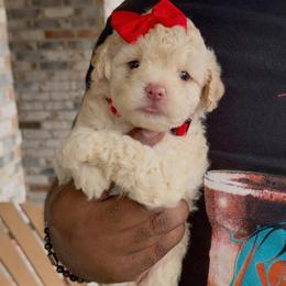 Heart - Apricot female Goldendoodle puppy in Richmond, Texas from Harper’s Heartbeats