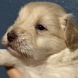 Wheaten girl with brown nose - Wheaten female Miniature Schnauzer puppy in Pflugerville, Texas from K&K Precious Tx schnauzers