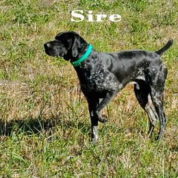 German Shorthaired Pointers from Bird Dog Ranch