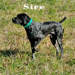 German Shorthaired Pointers from Bird Dog Ranch