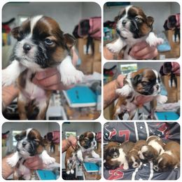 Boy 4 - Tricolor male Shih Tzu puppy in Houston, Texas from Shih Tzu Houston