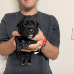 Boy 2 - Black male Cane Corso puppy in Kaufman, Texas from Phantom Corsos