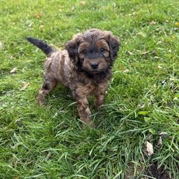 Collie, Goldendoodle, Havapoo, and Labradoodle Puppies from Oregon Valley Pups