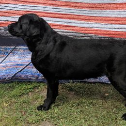 Labrador Retrievers from Familyraised Labradors