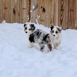 Australian Shepherd Puppies from SS Australian Shepherds