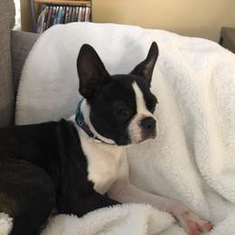 Boston Terrier Puppies from I Love Pups