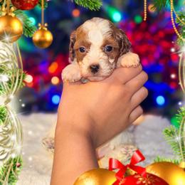 Snow - Parti female Goldendoodle puppy in Kissimmee, Florida from Poodle Doodle Kennels