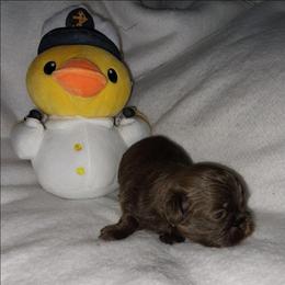 Brody - Chocolate male Shih Tzu puppy in Arcadia, Florida from Kitsune Cuddles and kisses