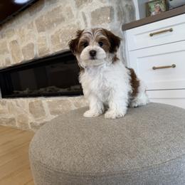 Bernedoodle, Cavapoo, Havanese, and Havapoo Puppies from Lady Paws Puppies - Cassie