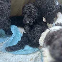 Poodle Puppies from SoFlo Standard Poodles