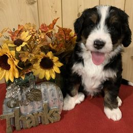 Bernedoodle Puppies from Lake Poygan Bernedoodles