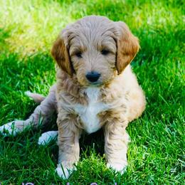 Goldendoodles from ShanDel's Goldendoodles