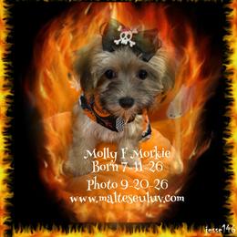 Molly F Morkie - Gold female Morkie puppy in Silverhill, Alabama from Malteseuluv’s Tiny Treasurers