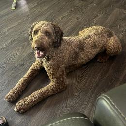 Australian Labradoodle puppies from Golden Xpress Labradoodles