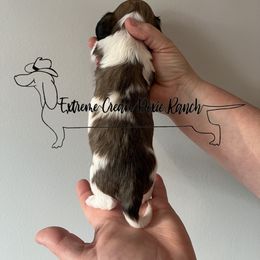 Dachshund Puppies from Extreme Cream Doxie Ranch