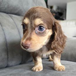Princess Jasmine - Chocolate and cream female Dachshund puppy in Las Piedras from New Empire Kennels