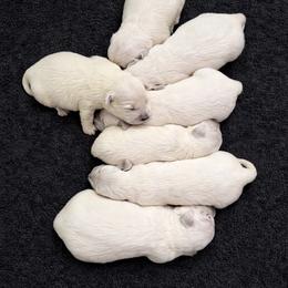 Bamboo Boy 3 - Light golden male Golden Retriever puppy in Fort Morgan, Colorado from Golden Girls Kennels, LLC