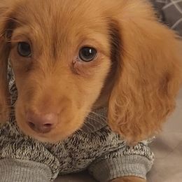 Dachshunds from Woodie Weens