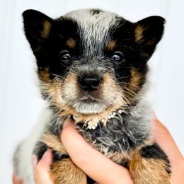Australian Cattle Dog Puppies from Circle C Australian Cattle Dogs