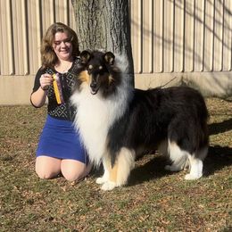 Brady - Collie