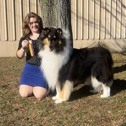 Brady - Collie