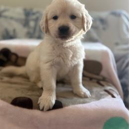 Tuesday ( Yellow Collar Girl ) - Light golden female Golden Retriever puppy in Phoenix, Arizona from Star Raised Goldens
