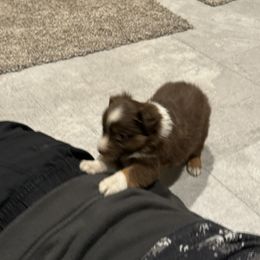 Miniature Australian Shepherd and Toy Australian Shepherd Puppies from T’s Mini and Toy Aussies