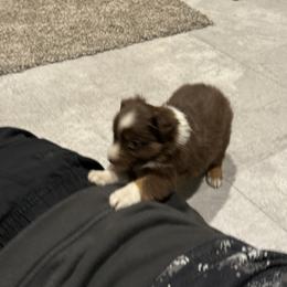 Miniature Australian Shepherd and Toy Australian Shepherd Puppies from T’s Mini and Toy Aussies