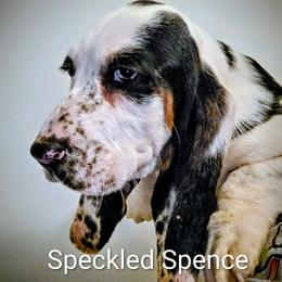 Speckled Spence - Black white and brown male Basset Hound puppy in Lexington, Kentucky from Hound Ridge Meadows