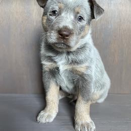 Coco - Blue male Australian Cattle Dog puppy in Redding, California from Cascade Cattle Dogs