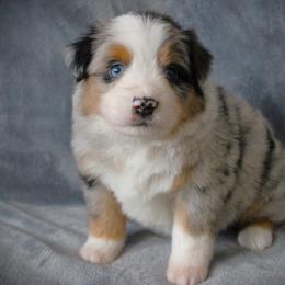 Fallon - Blue merle female Miniature Australian Shepherd puppy in Menomonee Falls, Wisconsin from Hunt N Oaks