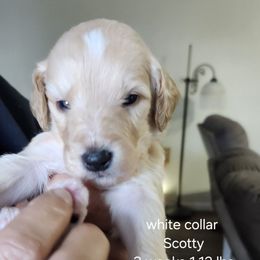 Scotty white collar - Apricot male Goldendoodle puppy in Fairmount, Indiana from Capens' Doodles,Poodles and Poo's