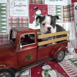 Bluey - Blue female Boston Terrier puppy in Millers Creek, North Carolina from Tumbling Shoals Hilltop Bostons