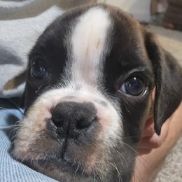Puppy 1 - Brindle male Boxer puppy in Eden Nc, North Carolina from Clearview boxers