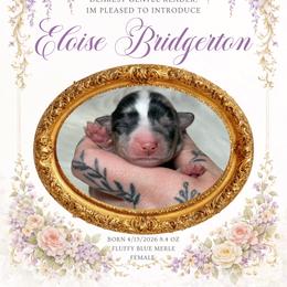 Eloise - Blue merle and white female American Corgi puppy in Greenwood, Indiana from Witch Creek Corgis