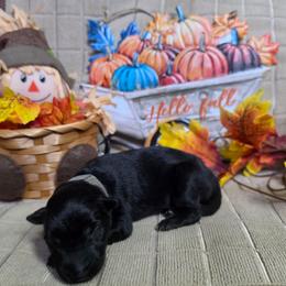 Light Blue Collar Male - Black male German Shepherd puppy in Cadet, Missouri from Working Valley Shepherds