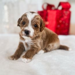 Fir - Apricot male Goldendoodle puppy in Sterling, Illinois from Charley's Goldendoodles