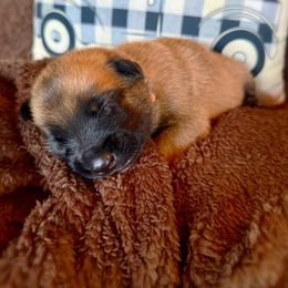 Onyx - Fawn male Belgian Malinois puppy in Linwood, Michigan from Gillis Malinois