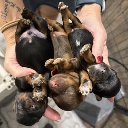Boy 1 - Black and silver male Miniature Schnauzer puppy in Kaufman, Texas from KK’s Krazy Kennels