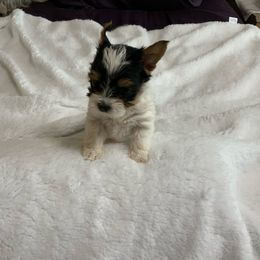 Yorkshire Terrier Puppies from Lynnie’s Lovables Yorkies