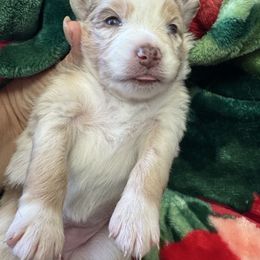 Sara - Red merle female Miniature Australian Shepherd puppy in Taylor, Arizona from Holy Ghost Ranch, Inc