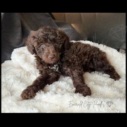Monica - Brown female Poodle puppy in Dothan, Alabama from Emerald City Poodles & Doodles