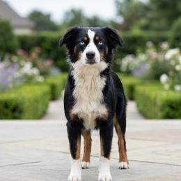 Poppy - Miniature Australian Shepherd