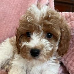 Lilly - Parti female Goldendoodle puppy in Lowville, New York from Adirondack Labradoodles
