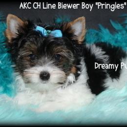 AKC Pringles 1900 - Black tan and white male Biewer Terrier puppy in Kennesaw, Georgia from Dreamy Pups